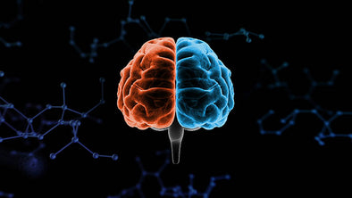 ¿Cómo contribuir al correcto funcionamiento del cerebro?